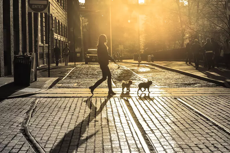 Female crossing a road walking two dogs 